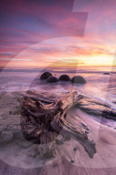 8199 Moeraki Boulders with dramatic sunrise, Otago, New Zealand