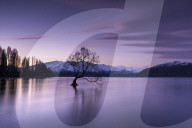 The Wanaka Tree at sunset backed by snow capped mountains, Wanaka, South Island, New Zealand