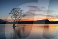 The Wanaka Tree with dramatic sky at sunrise, South Island, New Zealand