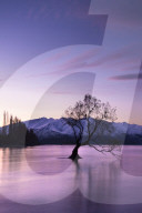 The Wanaka Tree at sunset backed by snow capped mountains, Wanaka, South Island, New Zealand
