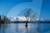 The Wanaka Tree at backed by snow capped mountains, Wanaka, South Island, New Zealand