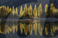 A row of poplar trees reflected in autumnal colours, San Carlos de Bariloche, Patagonia, Argentina.
