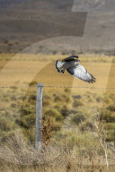 Red-backed Hawk or Variable Hawk in flight, Los Glaciares National Park, Santa Cruz Province, Patagonia