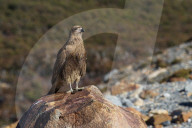 Chimango at El Chalten, Santa Cruz Province, Patagonia.