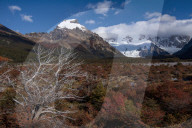 Autumn colours on the way to Mt Fitz Roy, El Chalten, Santa Cruz province, Argentina
