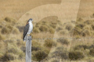 Red-backed Hawk or Variable Hawk, Los Glaciares National Park, Santa Cruz Province, Patagonia, Argentina.