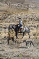 Gaucho riding his horse accompanied by dogs, El Chalten, Patagonia, Argentina