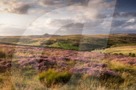 Field of Heather below Shutlinsloe, Wildboarclough, Cheshire
