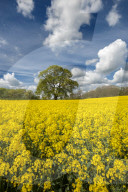 Oak tree set amongst a field of Rapeseed, Congleton, Cheshire
