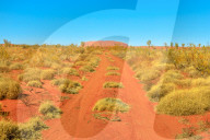 Red sand path in dry bush landscape in Australian outback with Ayers Rock, sandstone monolith in Uluru-Kata Tjuta National Park in the distance. Central Australia, Northern Territory. Red Centre icon.