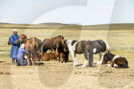 Nomadic herder milking her mares at ger camp on Steppes grasslands of Mongolia