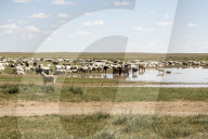 Nomadic herders' flock of sheep and goats on Steppes grasslands of Mongolia