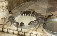 Karni Mata Temple (Temple of Rats), Deshnok, Bikaner, Rajasthan, India