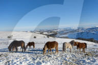 Welsh Mountain Ponies in the snow on the Mynydd Epynt moorland, Powys, Wales, UK.