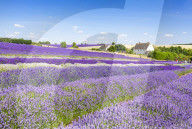 Rows of lavender in a lavender field at Cotswold lavender Snowshill Broadway the Cotswolds Gloucestershire England UK GB Europe