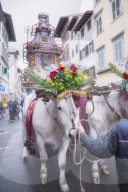 Ox cart, Explosion of the Cart festival, Florence, Tuscany, Italy, Europe