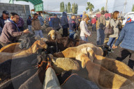Central Asia, Kyrgyzstan, Karakol, Sunday animal market