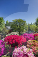 Asia, Japan, Tokyo, Nezu shrine, Azaleas (Rhododendron; genus, part of Ericaceae family)
