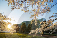 Asia, Japan, Tokyo, Roppongi, spring cherry blossoms, The National Art center