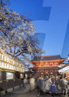 Asia, Japan, Tokyo, spring cherry blossoms, Asakusa, Sensoji temple