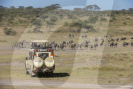 Plains zebras (Equus quagga), Ndutu, Ngorongoro Conservation Area, Serengeti, Tanzania.