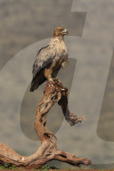 Tawny eagle (Aquila rapax), Zimanga private game reserve, KwaZulu-Natal, South Africa,