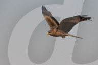 Yellowbilled kite (Milvus aegyptius), Zimanga private game reserve, KwaZulu-Natal, South Africa