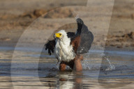 African fish eagle (Haliaeetus vocifer) bathing, Chobe river, Botswana
