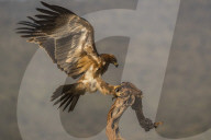 Tawny eagle (Aquila rapax), Zimanga private game reserve, KwaZulu-Natal, South Africa,