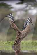 Pied kingfisher (Ceryle rudis) males, Zimanga private game reserve, KwaZulu-Natal, South Africa