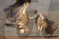 Whitebacked vultures (Gyps africanus) in confrontation, Zimanga private game reserve, KwaZulu-Natal, South Africa