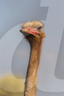 Ostrich (Struthio camelus) male, Zimanga private game reserve, KwaZulu-Natal, South Africa