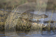 Nile crocodile (Crocodylus niloticus), Chobe river, Botswana