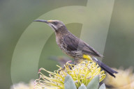 Cape sugarbird (Promerops cafer) on silverleaf wheel-pincushion, Kirstenbosch National Botanical Garden, Cape Town, South Africa