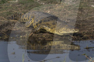 Nile crocodile (Crocodylus niloticus), Chobe river, Botswana