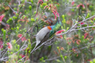 Southern doublecollared sunbird (Cinnyris chalybeus) feeding, Kirstenbosch National Botanical Garden, Cape Town, South Africa
