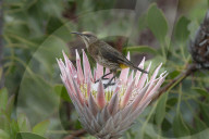 Cape sugarbird (Promerops cafer) on king protea, Kirstenbosch National Botanical Garden, Cape Town, South Africa