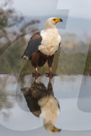 African fish eagle (Haliaeetus vocifer), Zimanga private game reserve, KwaZulu-Natal, South Africa