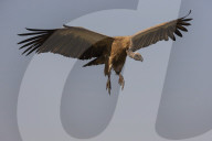 Whitebacked vulture (Gyps africanus) landing, Zimanga private game reserve, KwaZulu-Natal, South Africa