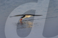 African skimmer (Rynchops flavirostris) fishing, Chobe river, Botswana