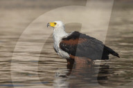 African fish eagle (Haliaeetus vocifer) bathing, Chobe river, Botswana