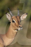 Impala (Aepyceros melampus) sub-adult male, iMfolozi game reserve, KwaZulu-Natal, South Africa