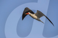 African skimmer (Rynchops flavirostris), Chobe river, Botswana