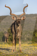 Greater kudu (Tragelaphus strepsiceros) among spring flowers, Addo Elephant national park, Eastern Cape, South Africa