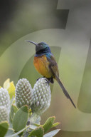 Orangebreasted sunbird (Anthobaphes violacea), Kirstenbosch National Botanical Garden, Cape Town, South Africa