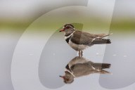 Three-banded plover, (Charadrius tricollaris), Zimanga private game reserve, KwaZulu-Natal, South Africa, September 2018