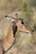 Redbilled oxpecker (Buphagus erythrorhynchus) on impala (Aepyceros melampus), iMfolozi game reserve, South Africa