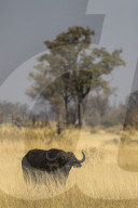 Cape buffalo (Syncerus caffer), Khwai Conservancy, Botswana