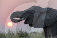 African elephant (Loxodonta africana) at sunset, Chobe river, Botswana, August 2018