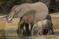 African elephants (Loxodonta africana) drinking, Chobe river, Botswana